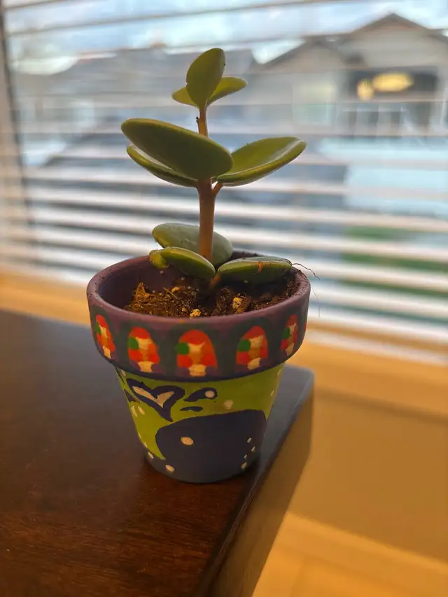 Plant with pot  in Puerto Rico in Canada - Image 2