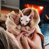 Xtrasweet Sphynx kittens - (TICA registered) Lots included! 