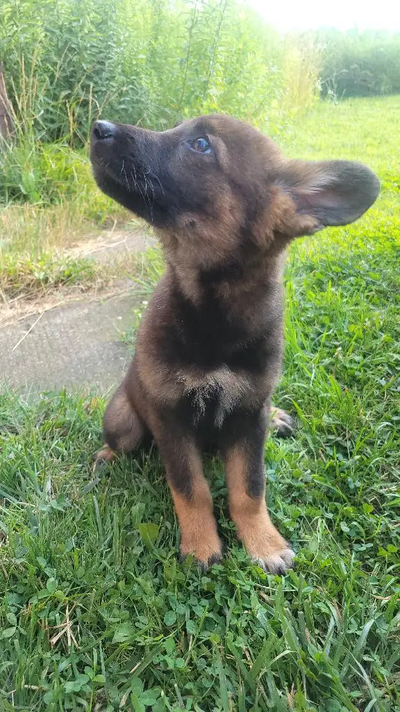 Female Czech Shepherd in Dogs & Puppies for Rehoming in City of Toronto - Image 5