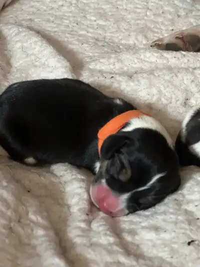 Purebred Beagle Puppies, View more