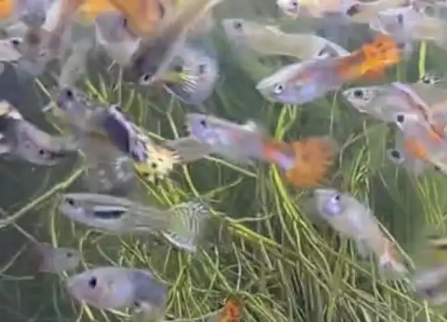 Beautiful Cobra guppy fish in Fish for Rehoming in Richmond - Image 4