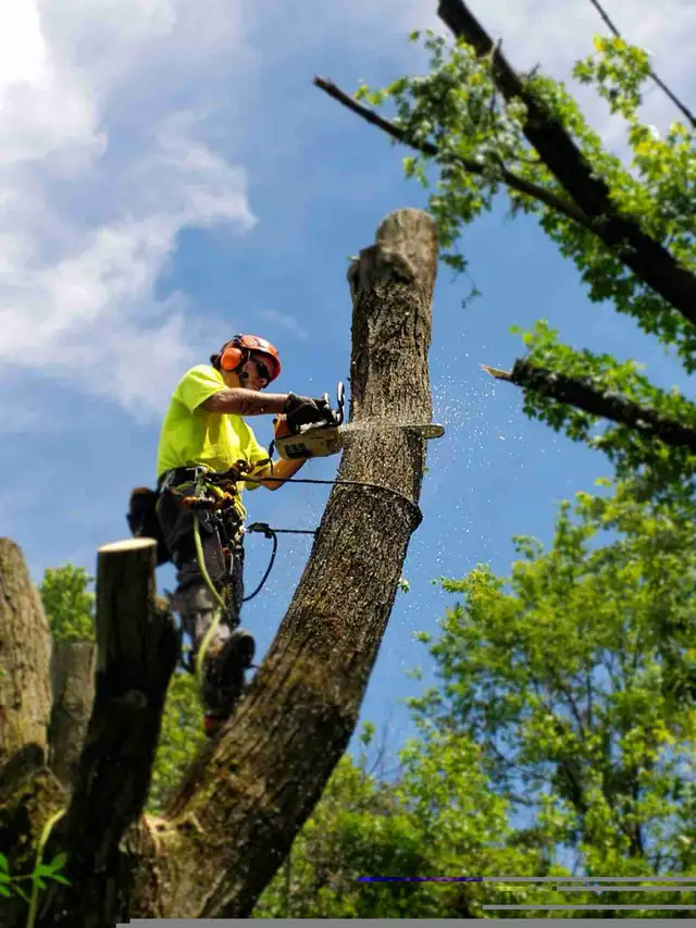 TREE REMOVAL64711644057346125