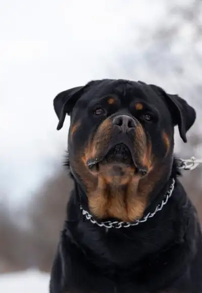 Male German Rottweiler, View more