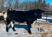 Purebred Speckle Park Yearling Bull