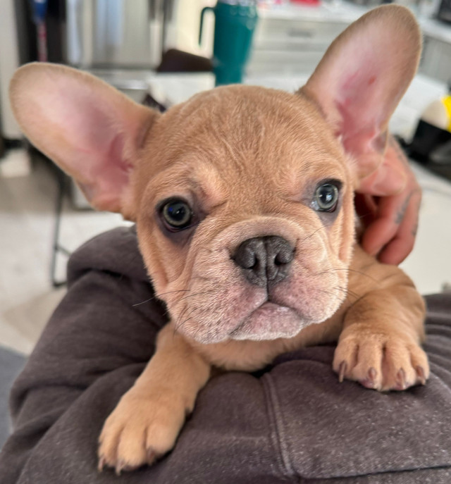 French bulldogs ckc now ready  in Dogs & Puppies for Rehoming in Grande Prairie