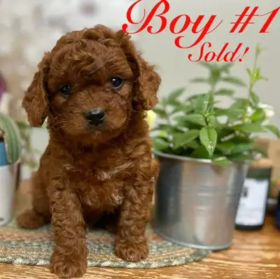 Beautiful Cavapoo’s!♥️, View more
