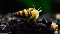 Assassin Snails for Sale  - Local  Only