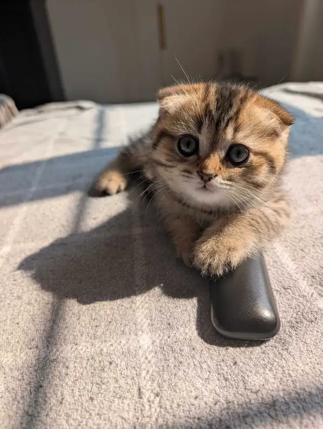 Scottish fold X British Shorthair Kittens in Cats & Kittens for Rehoming in Moncton - Image 2