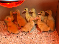 Pekin ducklings 