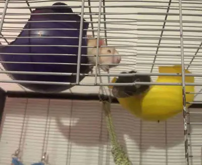 Rat mâle à donner j’en n’est 2