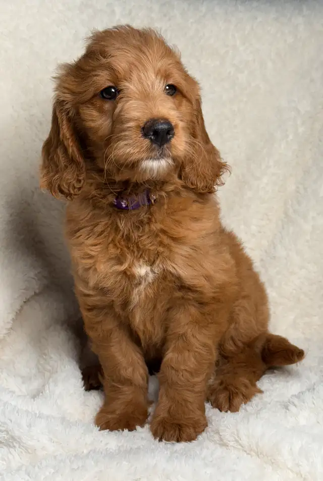 Mini goldendoodle puppies in Dogs & Puppies for Rehoming in City of Montréal - Image 3