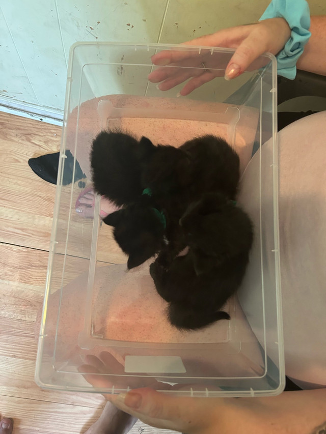 Kittens for sale in Cats & Kittens for Rehoming in Fredericton - Image 4