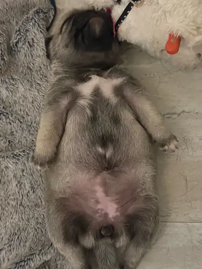 pug puppies, View more