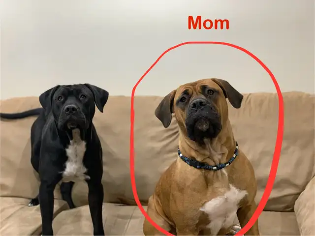 Cane Corso puppies in Dogs & Puppies for Rehoming in Gatineau - Image 9