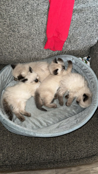  Ragdoll/Siamese  kittens 