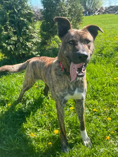 Large family dog to rehome, View more