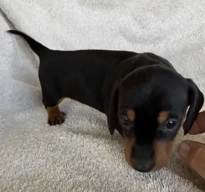 Mini dachshunds puppies, View more