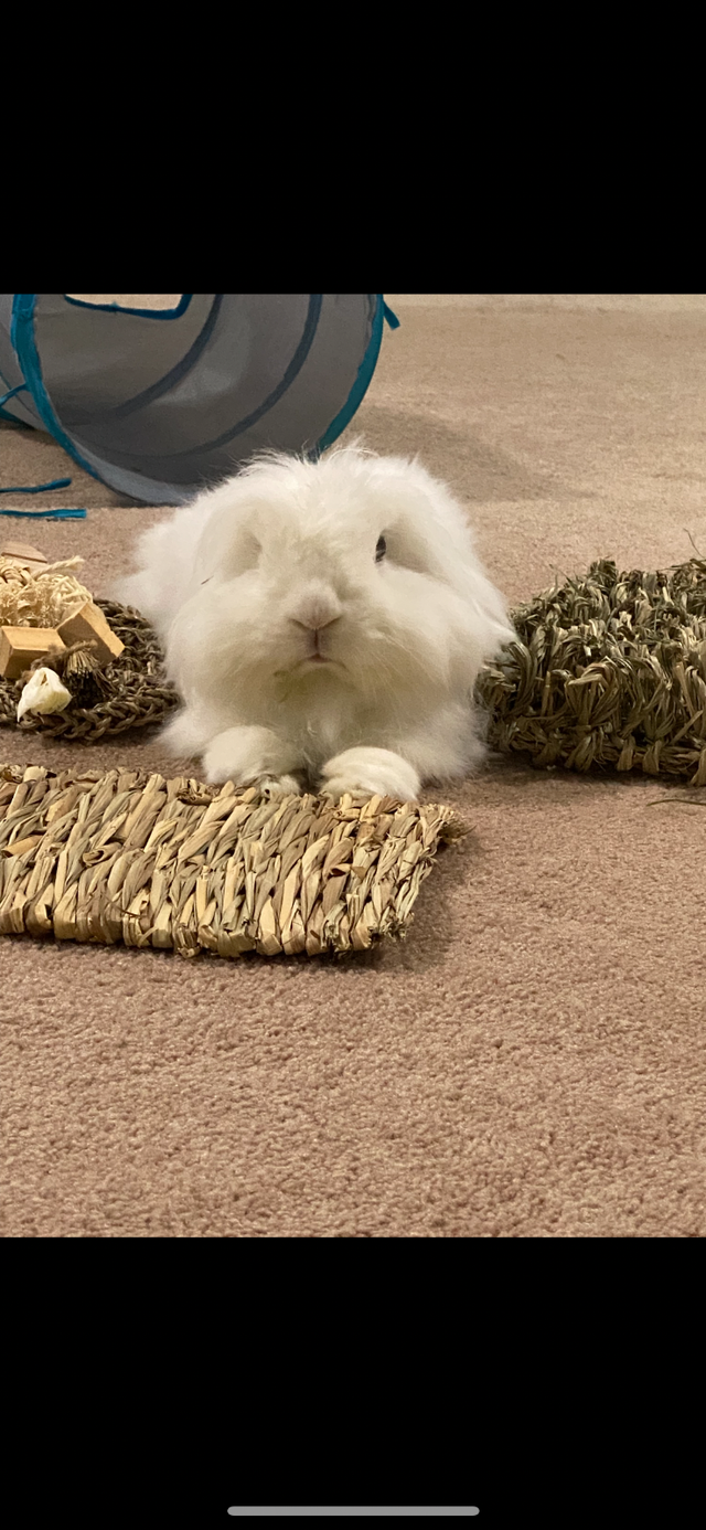 Pet boarding available sorry no digs