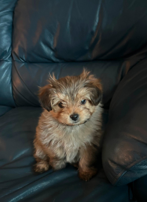 Female Yorkie/Pom in Dogs & Puppies for Rehoming in Edmonton - Image 3