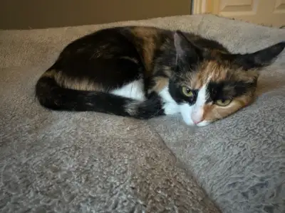 1.5 yo Russian Blue x Siamese & 1 yo Calico for Rehoming, View more