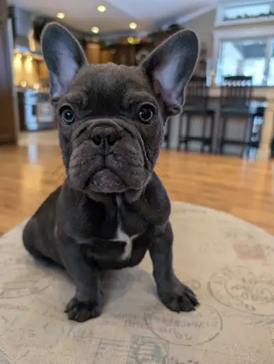French Bulldogs for sale, View more