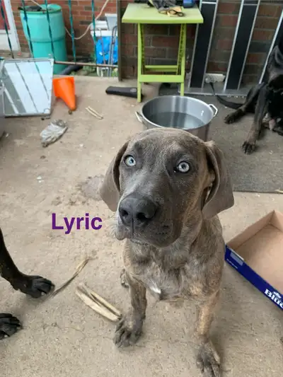 Cane Corso puppies for rehoming, View more