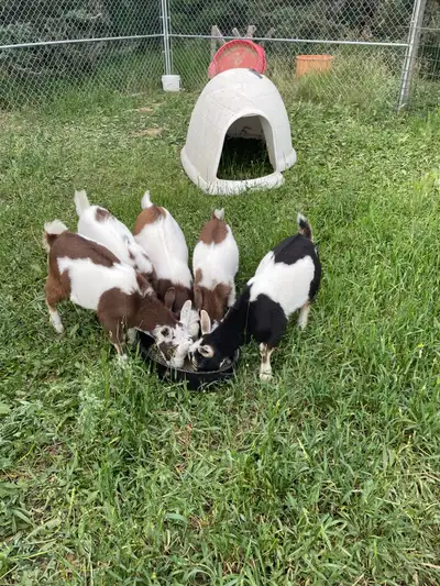 Nigerian Dwarf Bucklings, View more