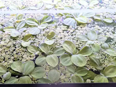 Water lettuce , View more