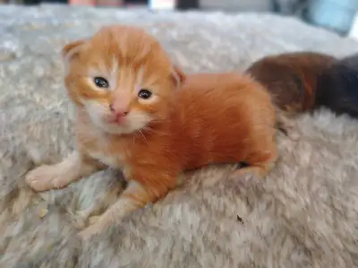 magnifique male de 2 semaines prêt pour la réservation! Maman est une femelle rousse et Papa un male...