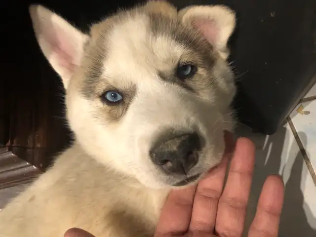 Husky puppies ready for adoption - ONLY TWO LEFT in Dogs & Puppies for Rehoming in Oakville / Halton Region - Image 9
