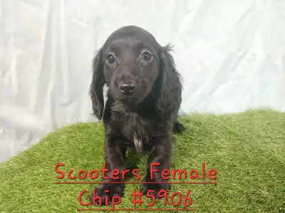 Female Dachshund puppies, View more