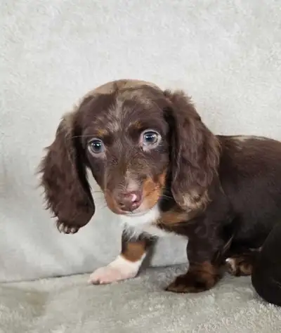 Long Hair Miniature Dachshund Puppies, View more