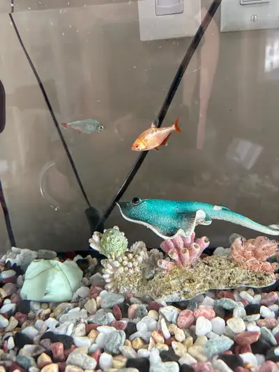 Fish for sale, View more