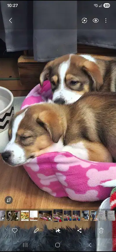 shepherd husky/Australian shepherd  puppies, View more