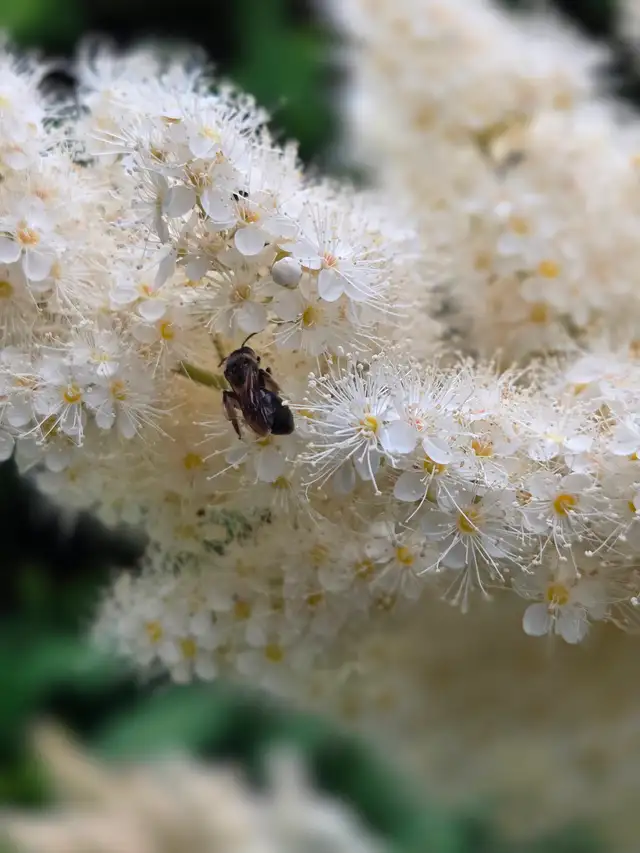 Bee Identification496776073341849604