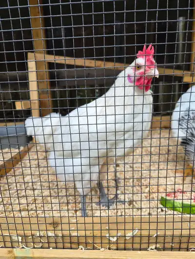 free Rooster- 12 weeks old , View more