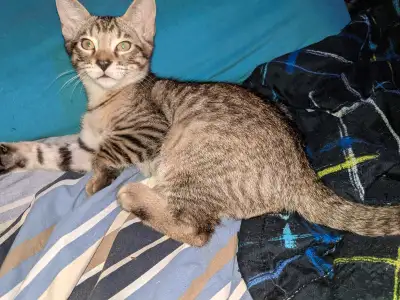 Bengals pure races!! Chatons hypoallergenes!! Parents bengals pure race !! Tica. **Élevés avec beauc...