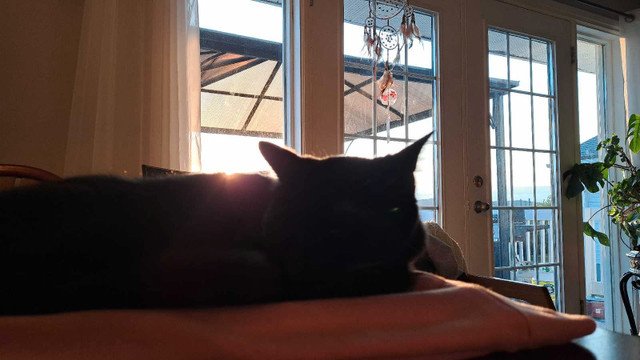 Looking for a female kitten. in Cats & Kittens for Rehoming in Saint John