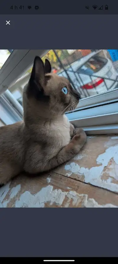 chatte siamoise , Voir plus