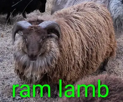 2025 Icelandic ram lambs, View more