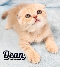 Scottish Fold Straight /Shorthair looking for new home!