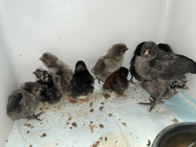 Easter Egger -   14 Day old chicks  $7 each  dans Animaux de ferme  à Ville de Montréal - Image 3