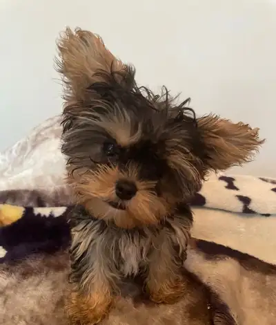  Adorable Yorkie-Shih Tzu Puppies for Sale! ❤️, View more
