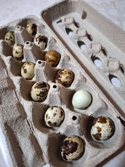 Oeufs de caille, View more