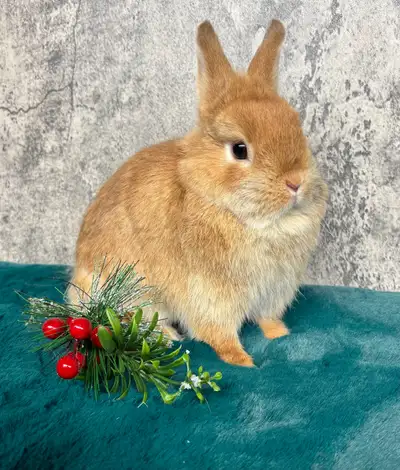 Lapin Nain Néerlandais femelle orange, View more