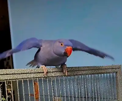 GC Conure & Violet Indian Ringneck to rehome, View more