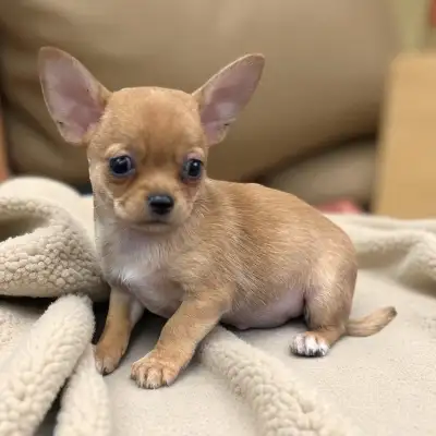 chihuahua puppies , View more