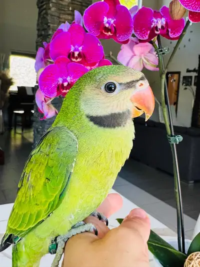 handfed and handtame moustache Parakeet , View more
