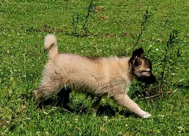 Husky x pup 1 girl with blue eyes in Dogs & Puppies for Rehoming in Ottawa - Image 4