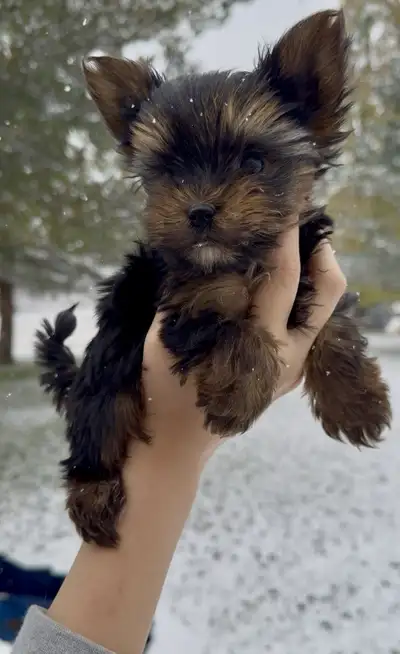 Tiny Yorkshire Terrier Puppies, only 1 puppy left, View more